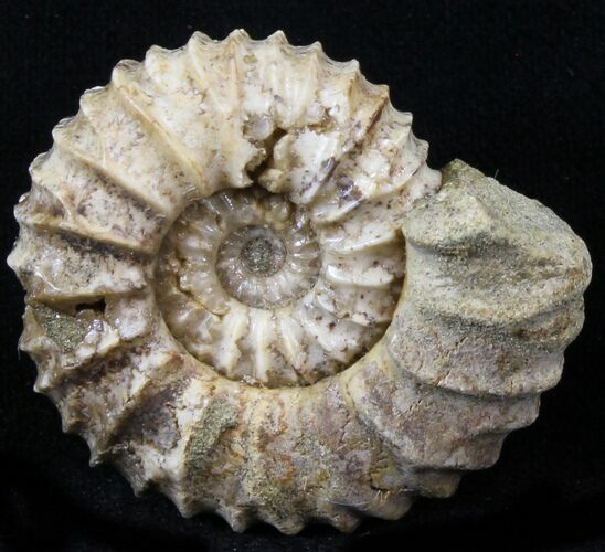 Pavlovia Ammonite Fossil - Siberia #29717
